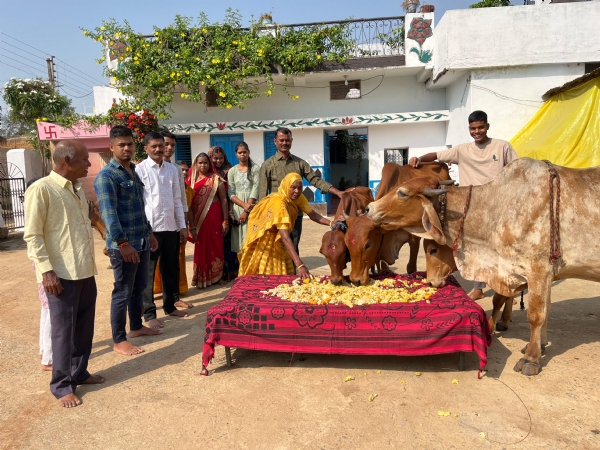 गोवर्धन पूजन पर ग्राम पंचायत भटगांव में गोवंश को खिचड़ी खिलाते हुए ग्रामीण।