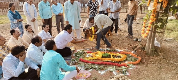 अशोकनगर: औषधि युक्त लड्डूू खिलाकर की गौ और  गोवर्धन पूजा