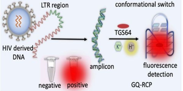 फ्लोरोजेनिक जांच के उपयोग से एचआईवी जीनोम की स्पष्ट पहचान की नई तकनीक विकसित