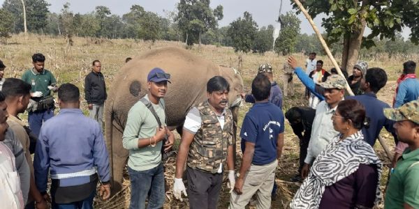 पोटाश बम से घायल हाथी के बच्चे की गले व पैर में अंदरूनी चोटें