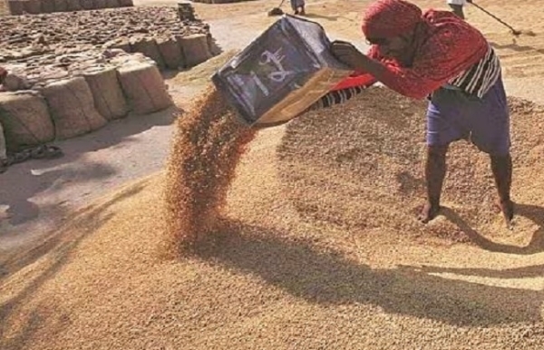 गेहूं के स्टॉिक का प्रतीकात्मक चित्र