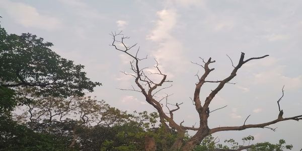 पश्चिम बंगाल में बढ़ रही है ठंड, कोलकाता और अन्य जिलों में हल्के कुहासे की संभावना