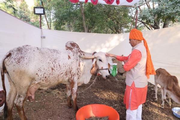 गौमाता का पूजन करते यूनिवर्सिटी के कुलपति किशोरसिंह चावडा।