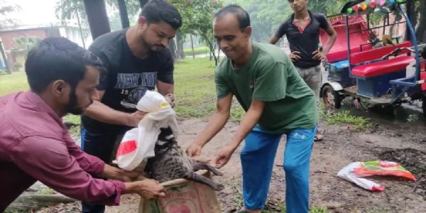 ढाका में जहांगीरनगर विश्वविद्यालय के शिक्षकों और छात्रों ने भटक रहे बीमार कस्तूरी बिलाव को बचाया