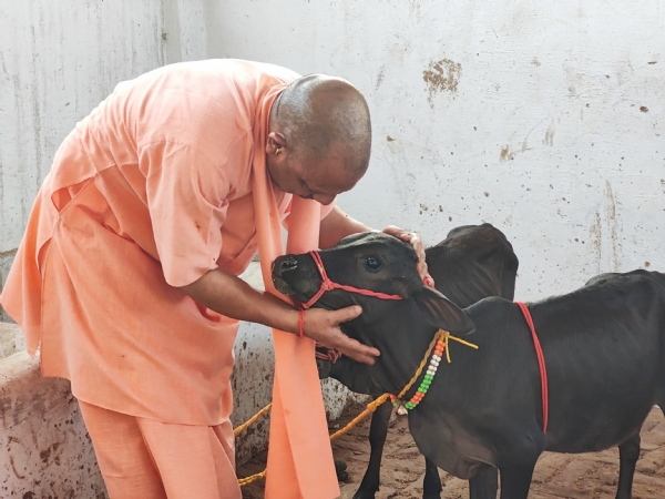 *देश की अति दुर्लभ नस्ल की गाय है पुंगनूर, और समृद्ध हुआ गोरक्षपीठ का गोवंश संसार*