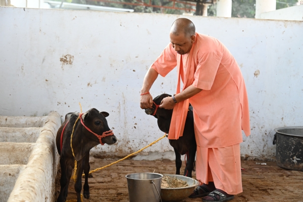 *देश की अति दुर्लभ नस्ल की गाय है पुंगनूर, और समृद्ध हुआ गोरक्षपीठ का गोवंश संसार*