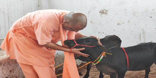 गोरखनाथ मंदिर में आई पुंगनूर गाय, सीएम योगी ने खूब दुलारा