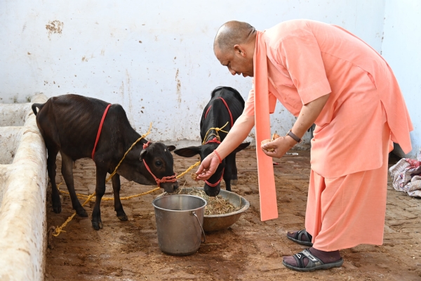 *देश की अति दुर्लभ नस्ल की गाय है पुंगनूर, और समृद्ध हुआ गोरक्षपीठ का गोवंश संसार*