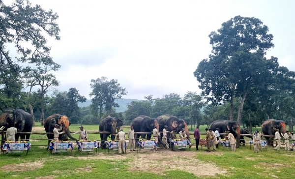 मप्रः बांधवगढ टाइगर रिजर्व में हाथी महोत्सव शुरू, सात दिवस चलेगी हाथियों की पिकनिक