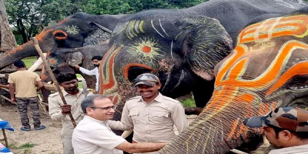 मप्रः बांधवगढ टाइगर रिजर्व में हाथी महोत्सव शुरू, सात दिवस चलेगी हाथियों की पिकनिक