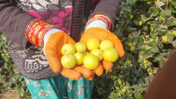 jodhpur