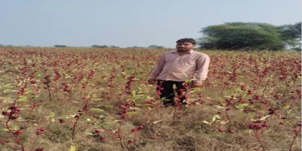 अमाड़ी की खेती से किसानों की चमक रही तकदीर