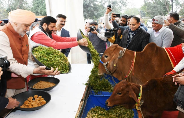 हरियाणा के मुख्यमंत्री नायब सैनी पंचकूला में गाै सेवा सम्मान समाराेह के दाैरान गायाें की सेवा करते हुए