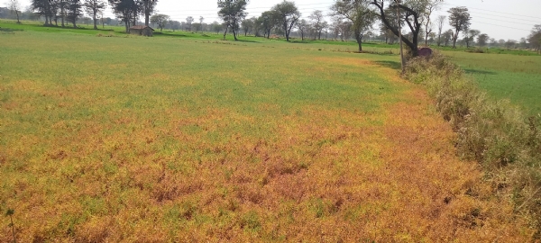 ग्राम तेलीनसत्ती के पास तैयार हो रही चना फसल।