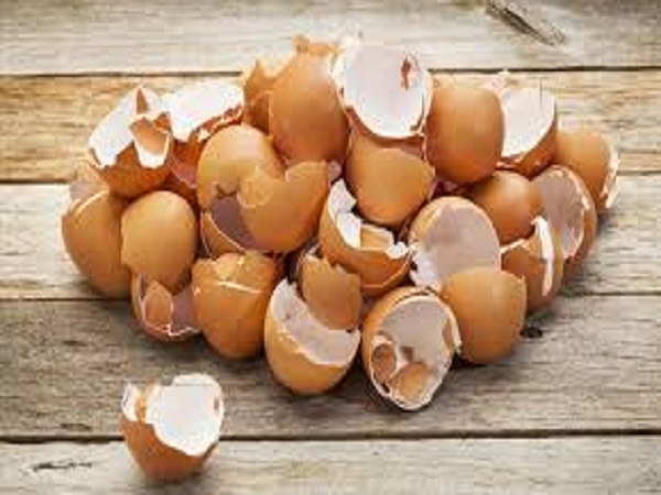 Tamil Nadu Team Patents Technology to Use Eggshells