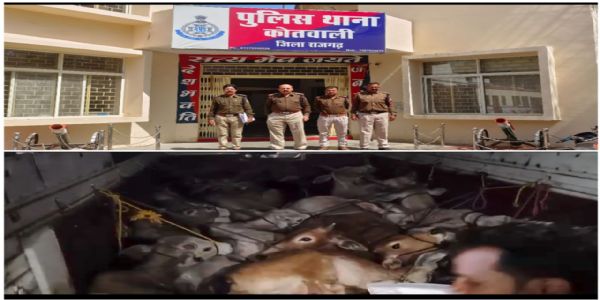 राजगढ़ः ट्रक से कू्ररतापूर्वक भरे 16 गौवंश जब्त, पुलिस को चकमा देकर भागे आरोपित