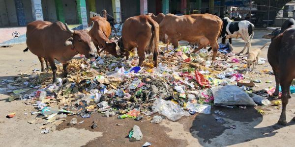 गंदगी व बेसहारा मवेशियों से इतवारी बाजार के व्यवसायी परेशान