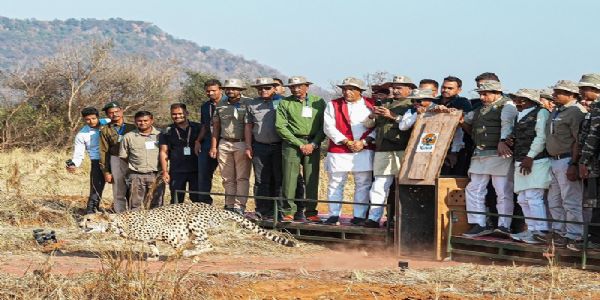 मप्र की पावन धरा पर रफ्तार भर रहे हैं चीते और बढ़ा रहे हैं अपना कुनबा : मुख्यमंत्री डॉ यादव