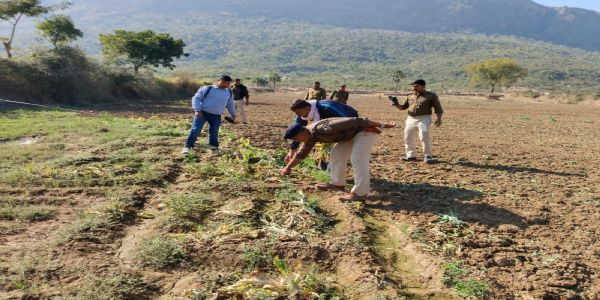 तीन एकड़ में लगे अफीम की खेती को किया नष्ट