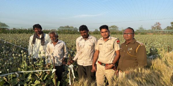 बिना लाइसेंस बुवाई कर लगा दिया था डोडो के चीरा, दो किलो अफीम पकड़ी, फसल नष्ट करवाई