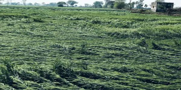 पलवल : बेमौसम बारिश ने बढ़ाई किसानों की चिंता, फसलों को हुआ भारी नुकसान