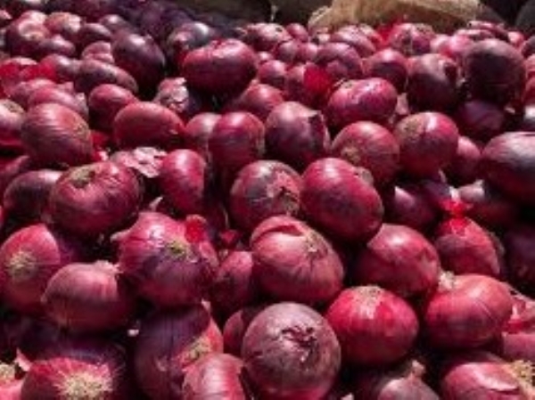 Mahuva APMC closed till Uttarayan due to huge influx of red onions